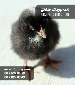 فروش جوجه یکروزه پیلموت راک